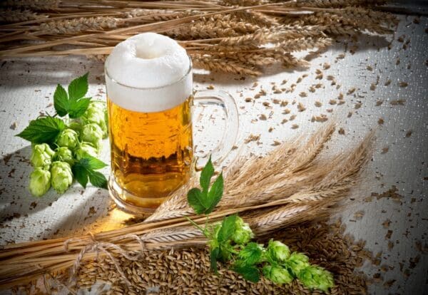 A beer mug with hops and grain on the table.