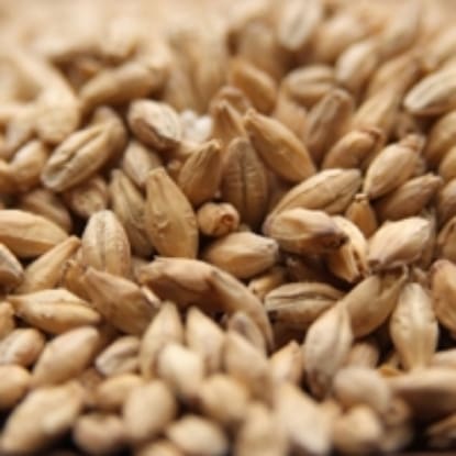 A close up of grains of wheat