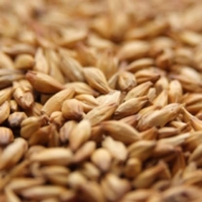 A close up of grains of wheat