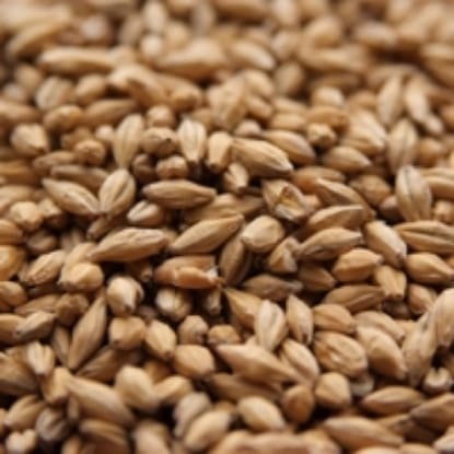 A close up of grains of wheat