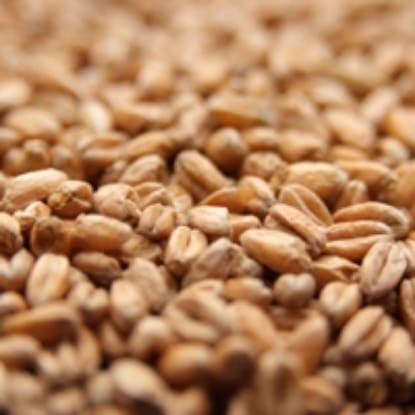 A close up of wheat grains on the ground