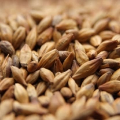 A close up of grains of wheat