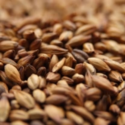 A close up of grains of wheat