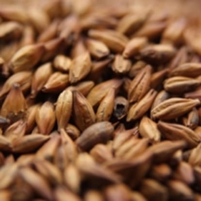 A close up of grains of wheat