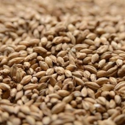 A close up of grains of wheat