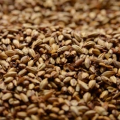 A close up of some brown grains