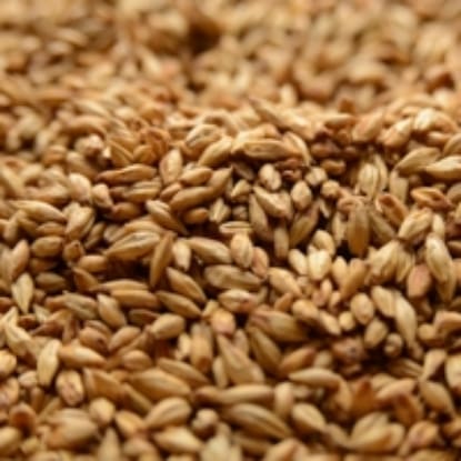 A close up of some grains of wheat