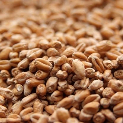 A close up of wheat grains on the ground