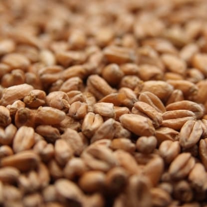 A close up of wheat grains on the ground