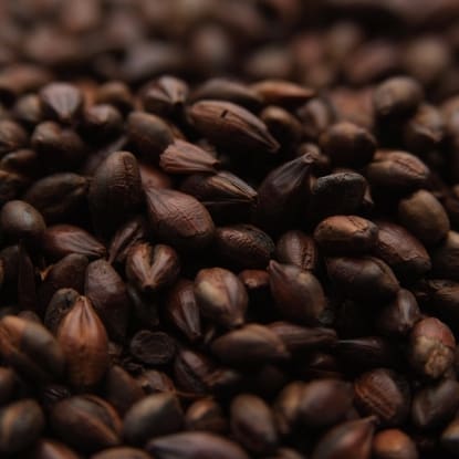 A close up of coffee beans on the ground