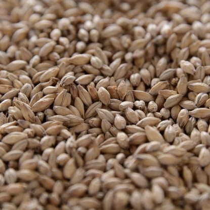 A close up of grains of wheat