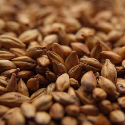 A close up of grains of wheat