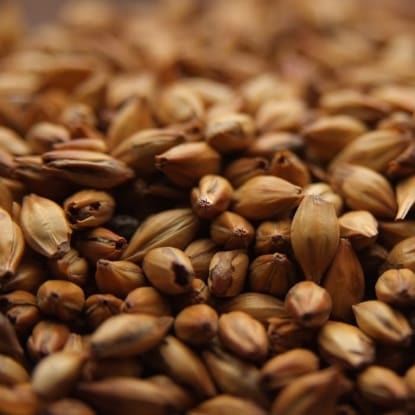 A close up of grains of wheat