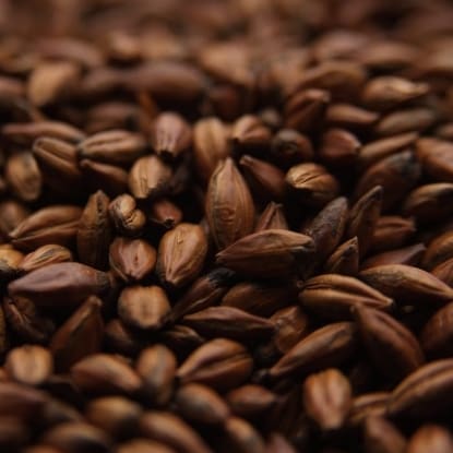 A close up of some nuts on the ground