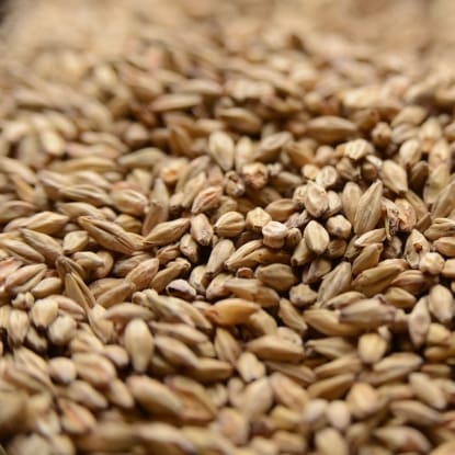 A close up of grains of wheat