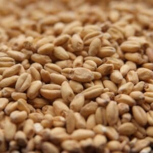 A close up of wheat grains on the ground