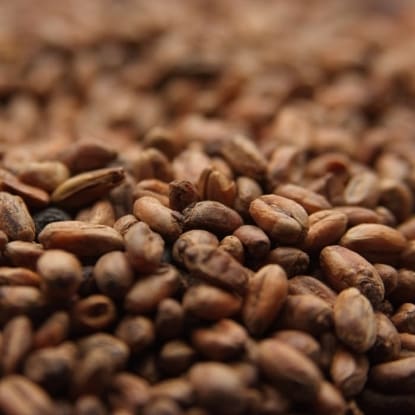 A close up of some coffee beans