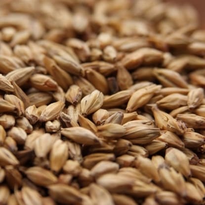 A close up of grains of barley