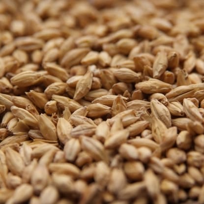 A close up of grains of wheat