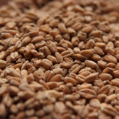 A close up of some wheat grains