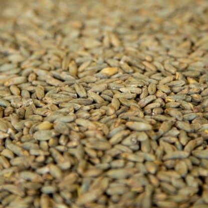 A close up of the seeds of a bird