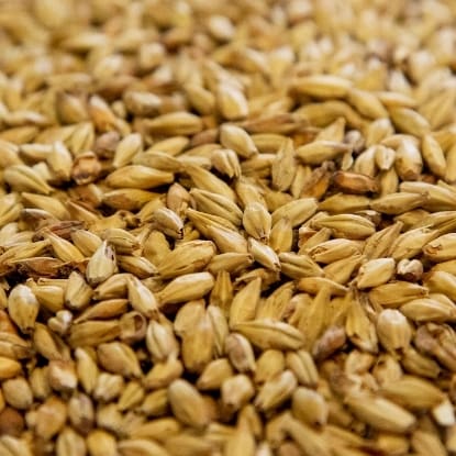 A close up of grains of wheat