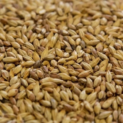 A close up of grains of wheat