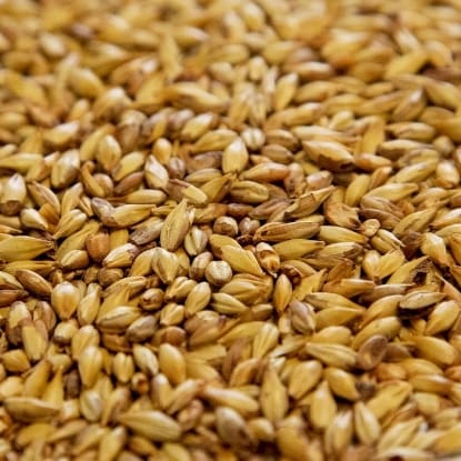 A close up of grains of wheat