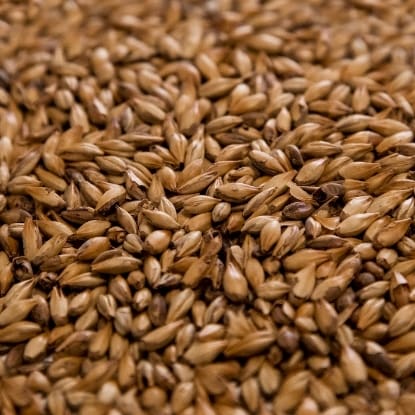 A close up of grains of wheat