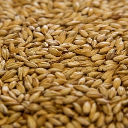 A close up of grains of wheat