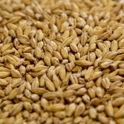 A close up of wheat grains