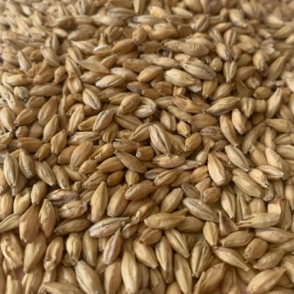 A close up of grains of wheat