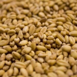 A close up of wheat grains