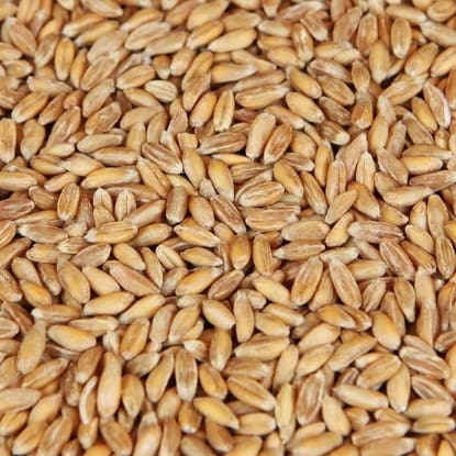 A close up of wheat grains