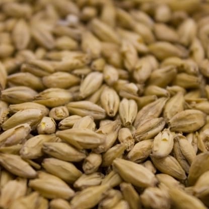 A close up of grains of wheat